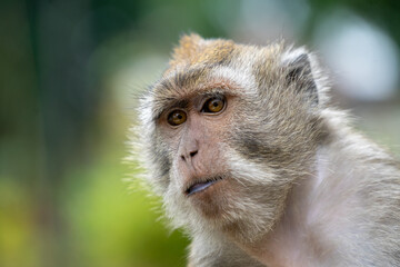 Monyet Hutan Forest Monkey Indonesia

Interact with long-tailed macaques in their natural habitat in the peaceful ambience of Bali’s lush forests. The Sacred Monkey Forest Sanctuary is home to over 