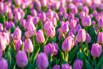 Field of lilac tulips at sunset Floral background Tulip spring flowers concept