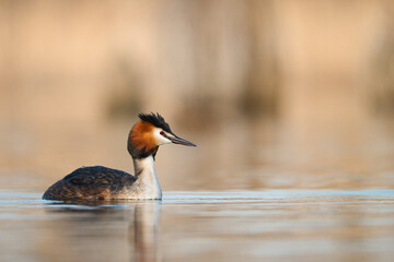 Great Crested Grebe from a wonderful perspective