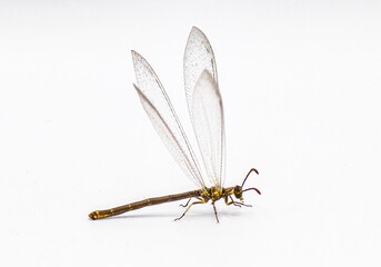 adult ant lion - myrmeleon immaculatus - preparing for flight with all four wings up, isolated on white background