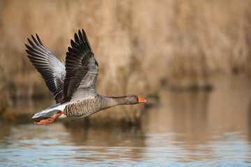 Greylag goose flies just above the water