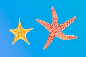 Ocher starfish and Japanese starfish . Starfish (Asteroidea) is a class of echinoderms. Over 1,800 species of these animals live in all the world's oceans up to a depth of 6,000 m.