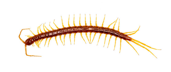 Large red centipede with yellow legs. Eastern bark centipede - Scolopocryptops sexspinosus - Isolated on white background. Top dorsal view in great detail