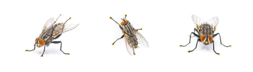 Adult flesh fly - Sarcophaga crassipalpis Macquart - these flies depend on live or dead tissue to complete their life cycle. Three views isolated on white background