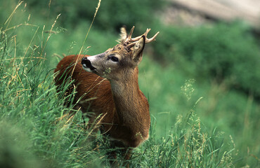 capriolo (Capreolus capreolus) Roe deer