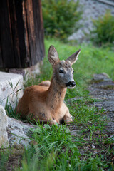 capriolo (Capreolus capreolus) Roe deer