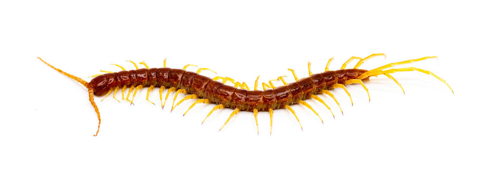 Large red centipede with yellow legs. Eastern bark centipede - Scolopocryptops sexspinosus - Isolated on white background. Top side profile view in great detail