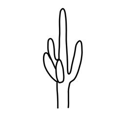 cactus plant Mexico dessert  hand drawn organic line 
