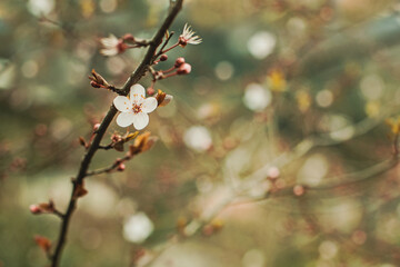 Fresh spring sunny background with blurred warm sunny glow and blossom tree twig