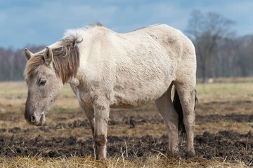 The Konik or Polish Konik, konik polski a Polish breed of pony - Equus ferus caballus on pasture. Photo from Czarnocin in West Pomerania in Poland. © PIOTR