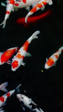 Beautiful view of colorful carps or koi fishes swimming in a pond in a Japanese garden, Nishikigoi, Nobody, Vertical video for smartphone footage, Slow motion	