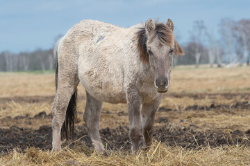The Konik or Polish Konik, konik polski a Polish breed of pony - Equus ferus caballus on pasture. Photo from Czarnocin in West Pomerania in Poland. © PIOTR