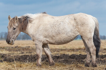 The Konik or Polish Konik, konik polski a Polish breed of pony - Equus ferus caballus on pasture. Photo from Czarnocin in West Pomerania in Poland. © PIOTR