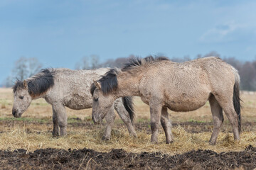 The Konik or Polish Konik, konik polski a Polish breed of pony - Equus ferus caballus on pasture....