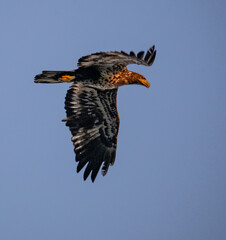 red tailed hawk