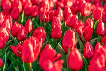 Field of red tulips at sunset Floral background Tulip spring flowers concept