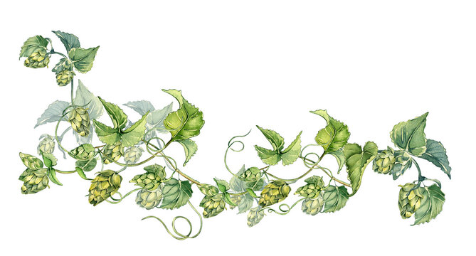 Hop vine, plant humulus watercolor illustration isolated on white background.