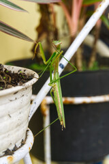 green grasshopper climb a steel