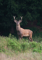 Naklejka na ściany i meble Cervo nobile (Cervus elaphus) Noble deer