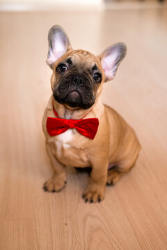 portrait picture of a French Bulldog puppy sitting on floor at home, wearing red bow tie