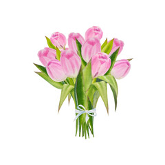 watercolor illustration of spring pink tulips isolated