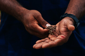 Native Australian saltbush berries held by an indigenous man on a Dreamtime Tour