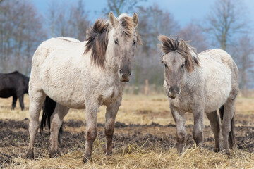 Obraz na płótnie Canvas The Konik or Polish Konik, polski konik a Polish breed of pony - Equus ferus caballus on pasture. Photo from Czarnocin in West Pomerania in Poland.