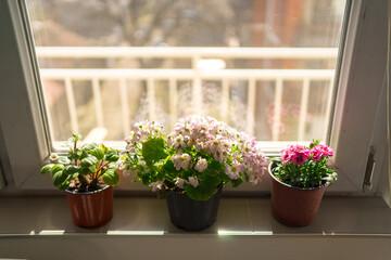 Close up photo of white piano by the window with flower pots.
