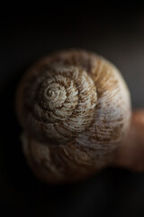 spiral shell in soft lighting 