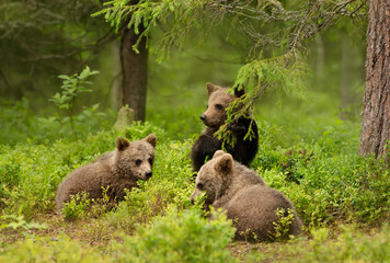 Close up of playful European brown bear cubs in a forest