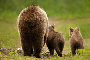 Mama bear with her cubs heading back to a forest