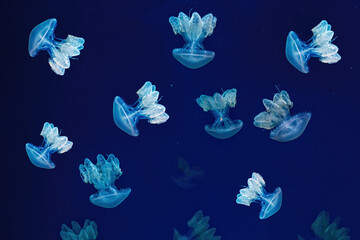 Fototapeta na wymiar Shooting macro Lychnorhiza lucerna underwater