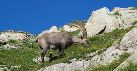 Grazing alpine ibex in the Swiss Alps.