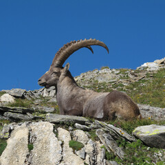 Resting male alpine ibex