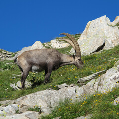Grazing alpine ibex in the Swiss Alps.