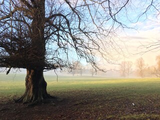 Winter tree and parkland, Aberdeenshire 