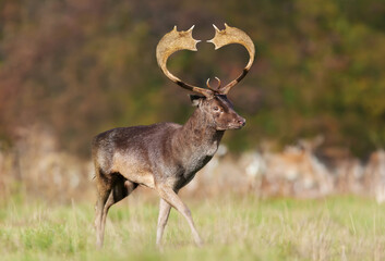 Fallow deer stag with heart shaped antlers