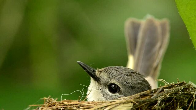 American Redstart Female On Nest