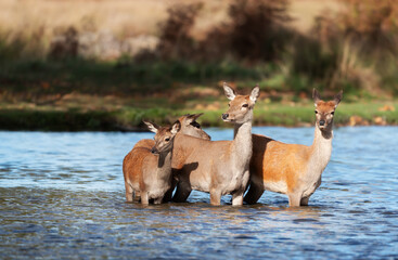 Red deer hinds with a calf in water