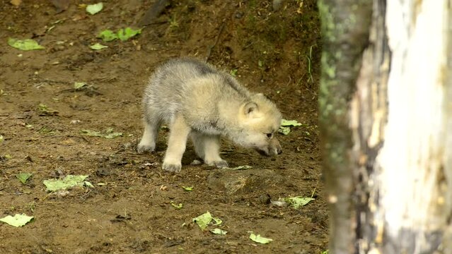 Arcticc Wolf Pup