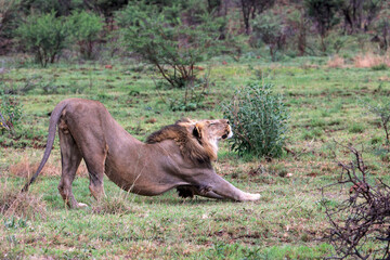 Lion stretching