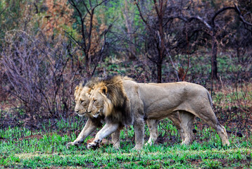Two lions walkin in synchronisation