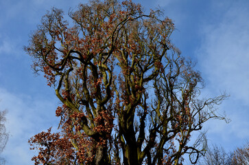 oak very elegant with its strictly columnar, narrower growth and its half size compared to the...