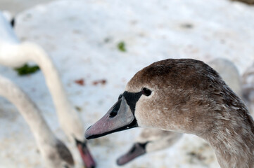 portrait of the head of a swan eating food on the shore