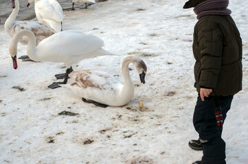 swans feed on the shore of the pond