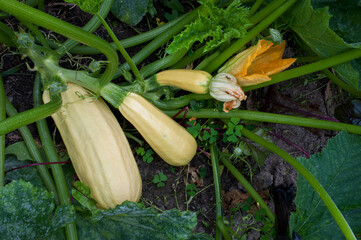 Zucchini plant (Cucurbita pepo) with yellow fruits growing in a garden outdoors