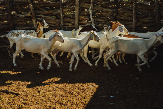 cabras