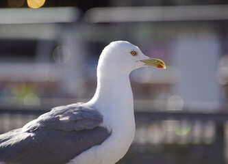 seagull on the wall