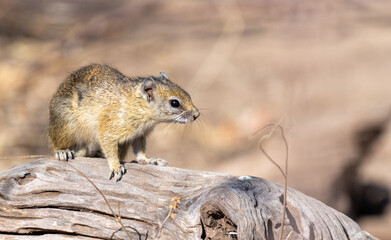 A tree squirrel, Paraxerus cepapi, standing on a tree trunk in Chobe National park, Botswana.