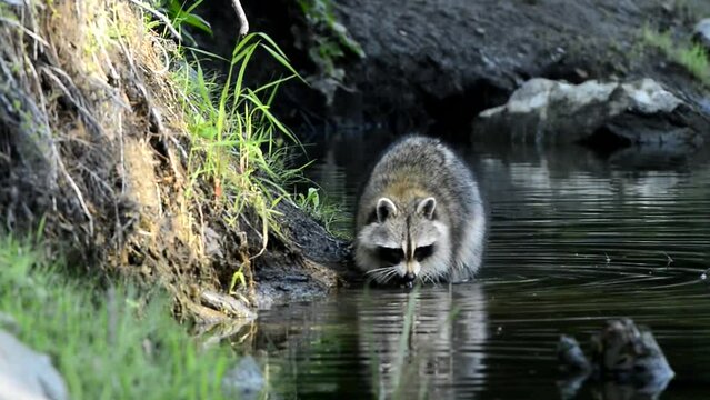 Raccoon In Stream